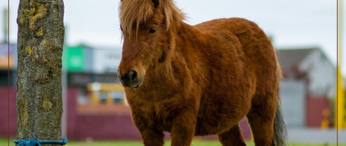 Sprechbar-Abend am 14. Mai im Toastmasters Club mit dem Motto „Das Leben ist (k)ein Ponyhof!“ Grafik mit dem Schriftzug Kein Ponyhof zum Motto des Clubabends