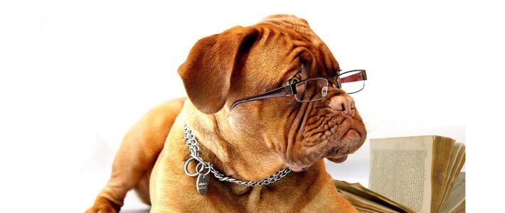 Lernen Hund mit Brille – Clubabend zum Thema Lernen bei der Kölner Sprechbar, Toastmasters Köln