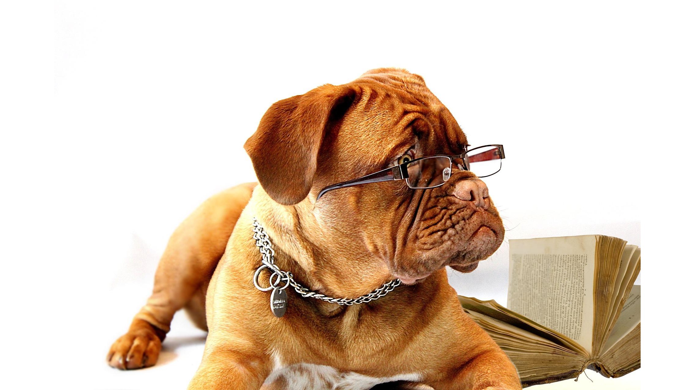 Hund mit Brille – Clubabend zum Thema Lernen bei der Kölner Sprechbar, Toastmasters Köln